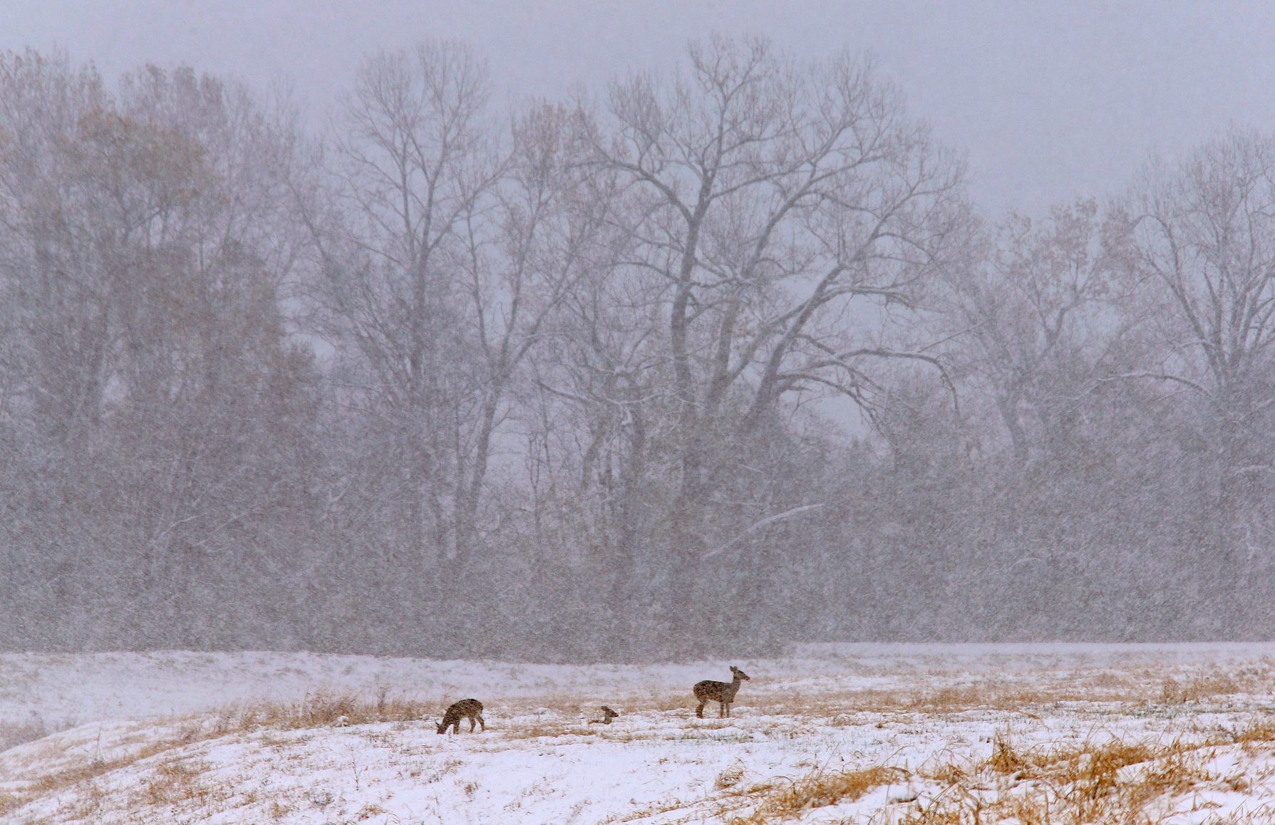 Overnight, morning snowfall blankets St. Louis area